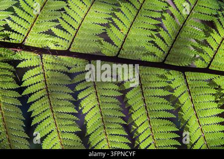Les pinnules et pinnules d'une fronde de fougère éclairée par le soleil dans une forêt tropicale de Nouvelle-Zélande Banque D'Images