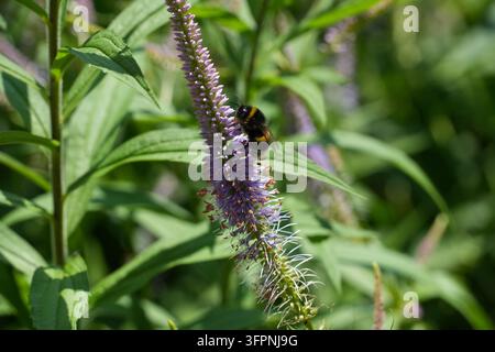Vue latérale d'une bourdon se nourrissant sur une épis de fleur violette, avec un feuillage vert légèrement flou en arrière-plan Banque D'Images