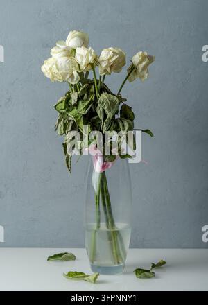 Roses blanches fanées dans un vase en verre avec de l'eau trouble sur un fond gris, feuilles tombées sur la table. Banque D'Images