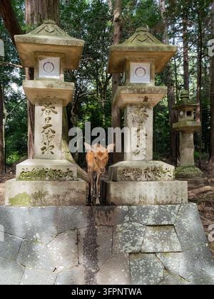 Cérf debout à côté de structures traditionnelles de lanternes en pierre dans une zone boisée près de Nara, Japon Banque D'Images