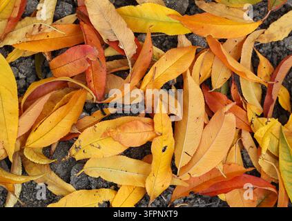Feuilles de pêcher colorées tombées recouvrant un sol sec Banque D'Images