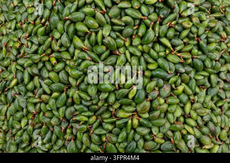 Une vue rapprochée par-dessus d'un gros tas d'amandes vertes non mûres fraîches Banque D'Images