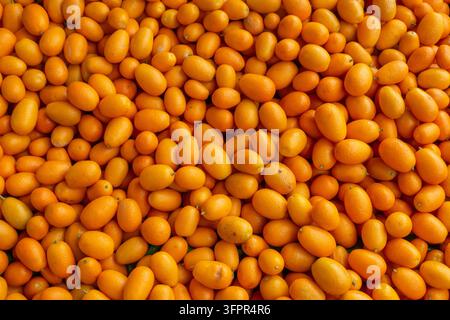 Vue rapprochée par-dessus un gros tas de kumquats orange vifs et mûrs Banque D'Images