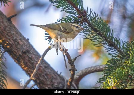 Parul jaune-brun de Hume (Phylloscopus humei humei, Phylloscopus humei), perché sur un arbre à Artselaar, Belgique, Anvers Banque D'Images