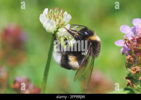 Boulette à queue blanche (Bombus lucorum) buvant du nectar de trèfle blanc, Allemagne, Bavière Banque D'Images