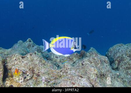 Tang bleu poudre adulte, Acanthurus leucosternon, nageant sur le récif dans le South Ari Atoll, Maldives Banque D'Images