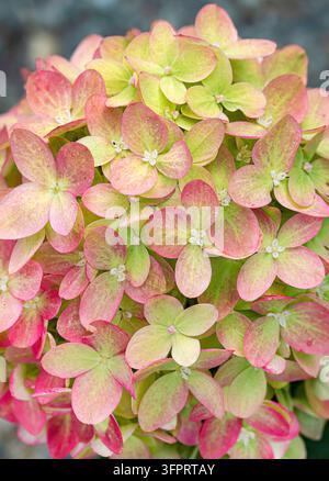 Hortensia à panicules (Hydrangea paniculata 'Little Lime', Hydrangea paniculata Little Lime), fleurs, Allemagne Banque D'Images