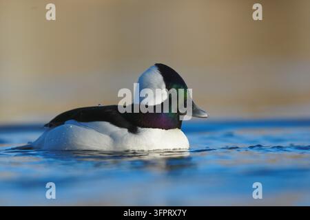 Canard Bufflehead mâle (Bucephala albeola) sur l'eau Banque D'Images
