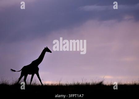 Girafe (Giraffa camelopardalis), Masai Mara, Kenya Banque D'Images