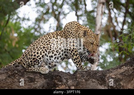Leopard (Panthera pardus), réserve de gibier de Mechatu, Botswana Banque D'Images