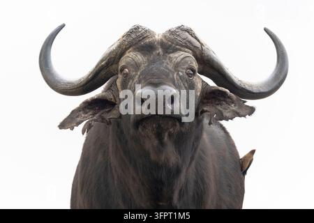 Buffle du Cap (Syncerus caffer), réserve de chasse de Zimanga, KwaZulu-Natal, Afrique du Sud Banque D'Images