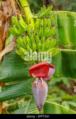 Fruit suspendu à un bananier (Musa acuminata), Esperanza, Nosara, Nicoya, Guancaste, Costa Rica Banque D'Images