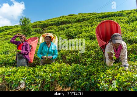 Vue de cueilleurs de thé dans les champs de thé entre Kandy et Nuwara Eliya, Kandy, Province centrale, Sri Lanka, Asie Banque D'Images