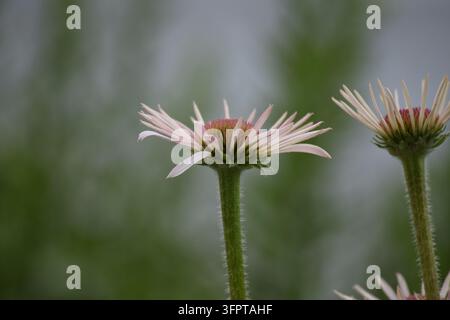 Close-up de fleurs d'échinacée pâle (Echinacea pallida) montrant des pétales tombants distincts et des cônes centraux texturés. Banque D'Images