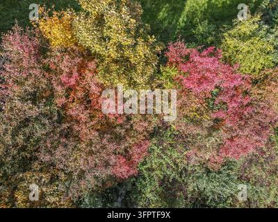 Les feuilles d'automne colorées vues d'en haut créent un motif naturel vibrant à travers les cimes des arbres. Des teintes riches de rouge, d'orange, de jaune et de vert se combinent pour créer une composition saisonnière atmosphérique remplie de texture et de profondeur. La perspective aérienne révèle th Banque D'Images