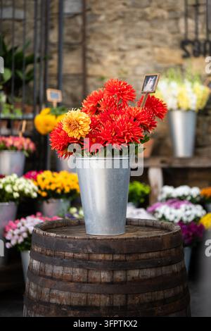 Dahlias rouge vif et jaune exposées dans un seau en métal devant une fleuriste à Tbilissi, Géorgie Banque D'Images