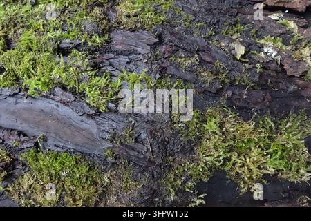 gros plan de mousse verte vif poussant sur une écorce d'arbre sombre, craquelée et en décomposition, créant une texture naturelle contrastée dans la forêt de Firwood Fold Banque D'Images