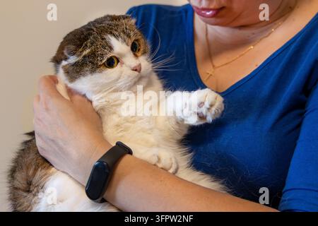 Gros plan d'un mignon chat Scottish Fold aux grands yeux ronds tenu dans les bras d'une femme à la maison, adorable animal de compagnie duveteux aux oreilles pliées et aux pattes blanches profitant Banque D'Images