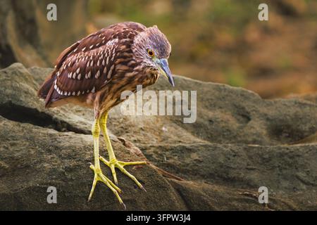 Héron nocturne à couronne noire juvénile debout sur un gros rocher et regardant intensément vers le bas pour chercher sa proie. Vue de côté en corps entier d'un oiseau aquatique sauvage en train de chasser à Tsi Banque D'Images