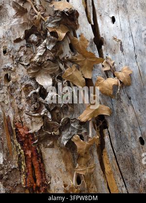 Vue rapprochée de feuilles de lierre séchées s'accrochant fermement à une écorce d'arbre rugueuse et usée ainsi qu'à du bois fissuré, révélant des bruns terreux et une texture cassante Banque D'Images