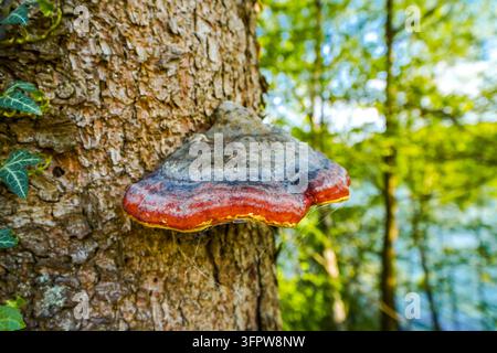 Gros plan du polypore à ceinture rouge, Fomitopsis pinicola. Champignon sur un tronc d'arbre dans la forêt. Banque D'Images