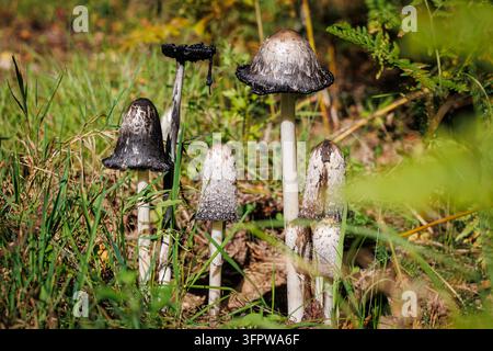 Groupe de champignons à chapeau taché à différents stades de croissance en Pologne Banque D'Images