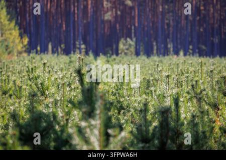 Jeune sapin en croissance dans une forêt de la région de Mazovie en Pologne Banque D'Images
