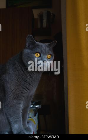 Chat à poils courts gris assis dans la cuisine regardant par la fenêtre avec ses grands yeux jaune-orange Banque D'Images