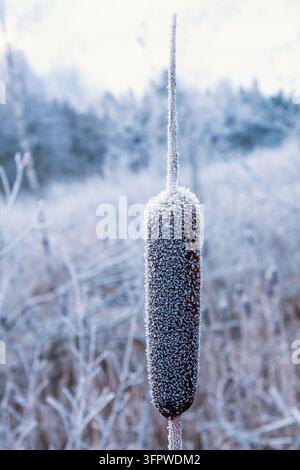 Grossissement d'un épautier recouvert de givre par une froide journée d'hiver Banque D'Images