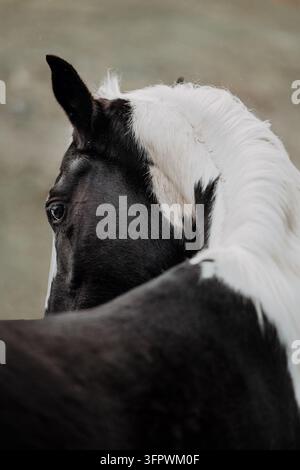 Un cheval noir et blanc regardant par-dessus son épaule Banque D'Images