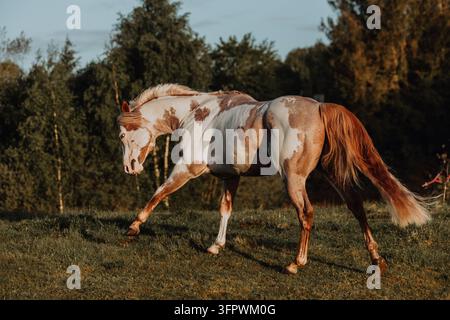 Magnifique Paint horse trottant dans un champ au coucher du soleil Banque D'Images