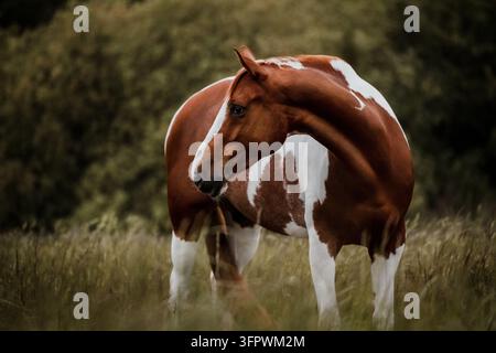 Un magnifique Paint Horse regarde en arrière dans un champ Banque D'Images