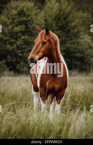 Un beau cheval pinto se tient dans une herbe haute Banque D'Images