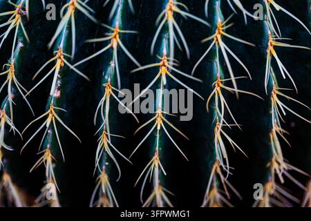 Cactus baril doré, Echinocactus grusonii, gros plan des épines et des crêtes de ce cactus rond. Banque D'Images
