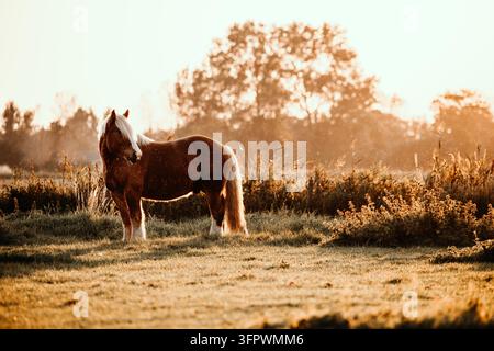 Un beau cheval brun se tient dans un champ ensoleillé Banque D'Images