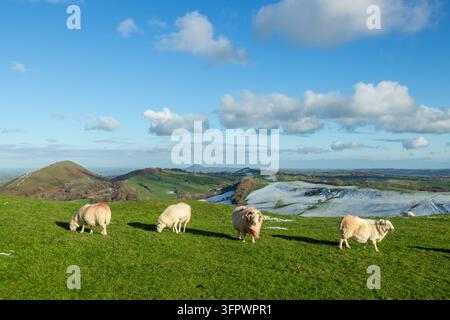 Quatre moutons et la colline de Lawley (à gauche) vus depuis les pentes de Caer Caradoc dans les Shropshire Hills, Angleterre Banque D'Images