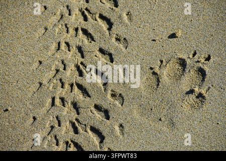 Traces de pneus et empreinte dans le sable mouillé d'une plage Banque D'Images
