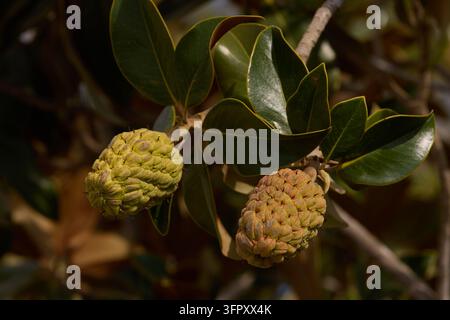 gros plan de deux grandes capsules de graines mûres, texturées, vertes et brunes sur une branche de magnolia grandiflora du Sud avec un feuillage vert foncé, dense et brillant Banque D'Images