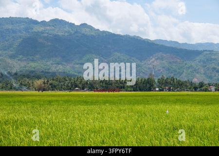 Paysage pittoresque de rizières luxuriantes et de montagnes à Sawah Solok dans la province de Sumatra occidental, en Indonésie Banque D'Images