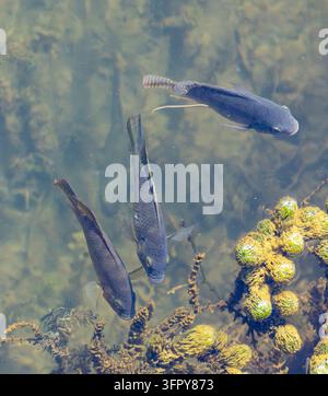 Tilapia du Nil (Oreochromis niloticus), fleuve Nil à Louxor, Égypte Banque D'Images