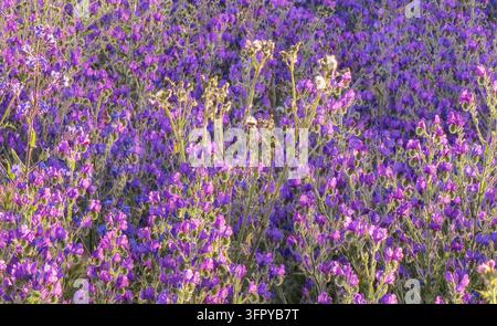 Fleurs de buglossus de la vipère sauvage près d'un sentier. Banque D'Images