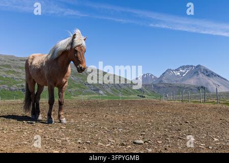 Cheval islandais roux solitaire à la crinière pâle se tient dans un pâturage rocheux, avec des poteaux de clôture et des montagnes enneigées sous un ciel d'été bleu. Banque D'Images