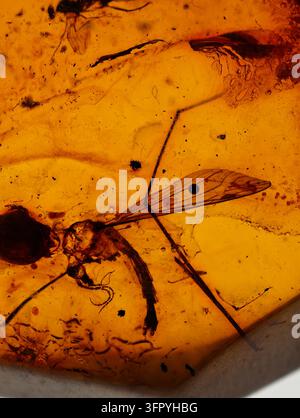 Une photographie macro détaillée capturant un insecte ancien parfaitement préservé dans un morceau d'ambre doré. Les détails complexes du corps de l'insecte Banque D'Images