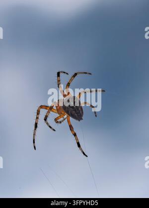 Une photographie macro détaillée en contre-plongée d'une araignée tisseuse, montrant ses motifs corporels complexes et ses pattes épineuses, suspendue dans sa toile devant une haie Banque D'Images