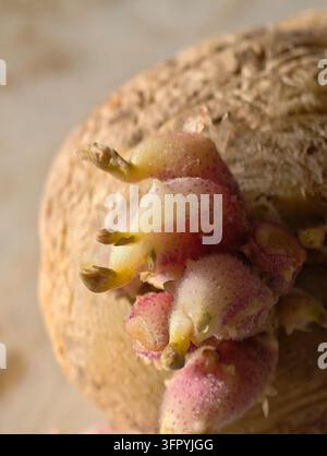 Un plan détaillé et rapproché d'une pomme de terre avec plusieurs pousses émergentes. Les pousses présentent un mélange de teintes rose-violet et jaunes, recouvertes de fines, Banque D'Images