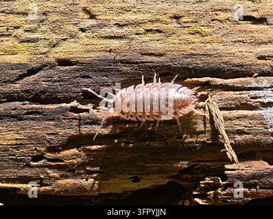 Une photographie macro détaillée capture un cloporte, également connu sous le nom de boulette ou de roulant, se déplaçant sur une surface en bois usée et pourrie. Th Banque D'Images