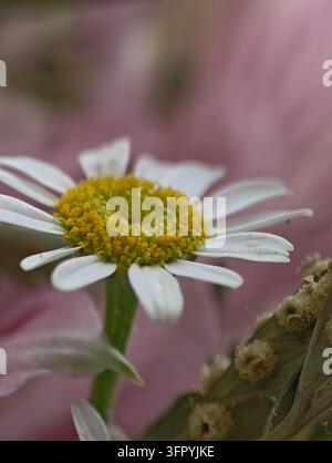 Un cliché macro intime mettant l'accent sur les détails délicats d'un marguerite blanche avec un centre jaune vif. Le fond rose doux et flou crée Banque D'Images