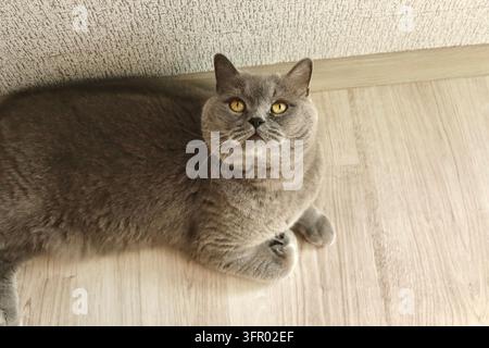 Chat British Shorthair allongé sur le sol Photo d’archive. Photo de haute qualité Banque D'Images