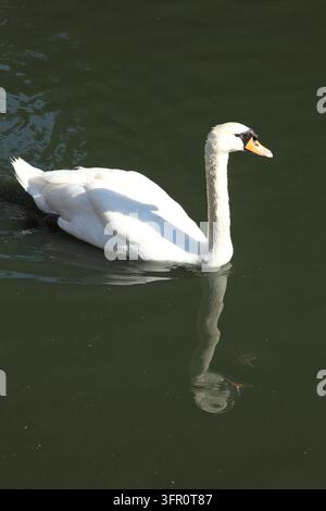 «Canard» est le nom commun de certains oiseaux de la famille des Anatidés, principalement ceux de la sous-famille des Anatines et, au sein de celle-ci, du genre *Anas*. Banque D'Images