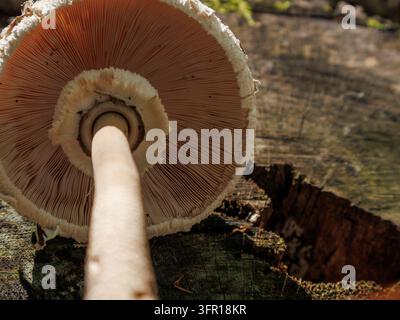 Champignon parasol vu d'en bas au-dessus d'une vieille souche d'arbre dans une forêt près de Salzbourg, Autriche (Macrolepiota procera) Banque D'Images
